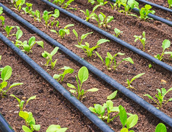 Drip irrigation laterals running between young plants